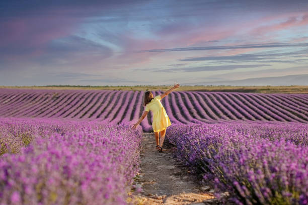 una ragazza con le spalle alla macchina fotografica in un vestito giallo cammina lungo un sentiero in un campo di lavanda, toccando giocosamente i cespugli di lavanda a destra ea sinistra in un giorno d'estate - left field foto e immagini stock