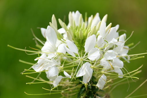A beautiful bloom in white against a blurred background.