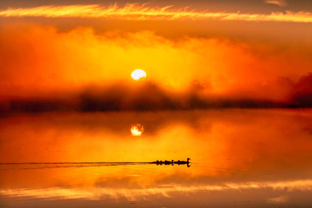 Marl Lake Ducklings In Tow Sunrise. Roscommon, Michigan.