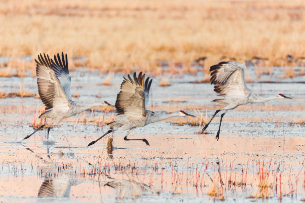 três guindastes de areia decolando - sandhill crane - fotografias e filmes do acervo