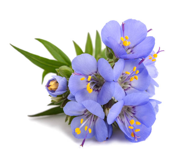 istock Greek valerian flowers 1358647823