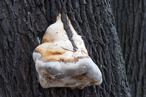 Close-up of a tinder fungus growing on a tree. Blurred background