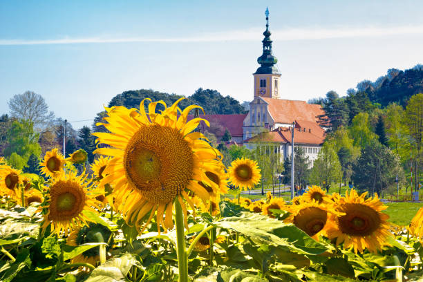 stadt lepoglava frühlingsansicht - croatian culture stock-fotos und bilder