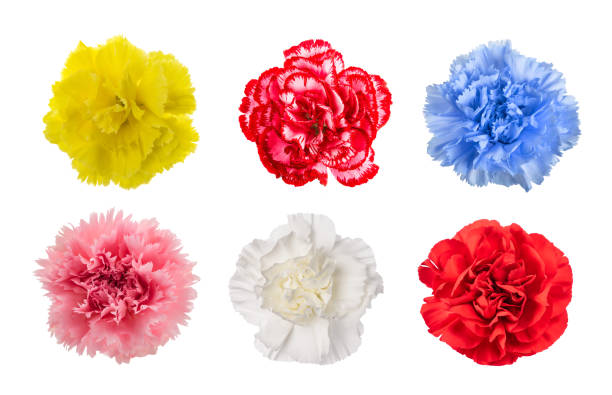 istock Mix of Carnations 1358647897