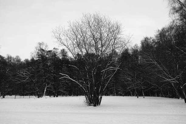 istock winter night forest landscape with snow covered trees and tree in the field 1358648140