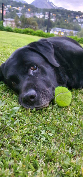 istock Portrait  of  a  pet 1358648762