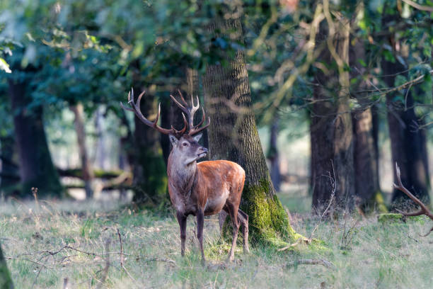 istock Red deer stag in the rutting season 1358648863
