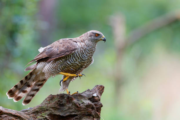 istock Northern goshawk  in the forest 1358648864