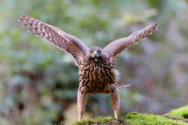 istock Juvenile Northern Goshawk in the forest 1358648916