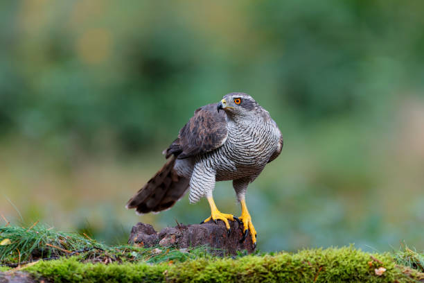 istock Northern goshawk  in the forest 1358648935