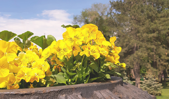 Planta de Alstroemeria aurea en hermosa floración amarilla en el jardín - Concepto para el cuidado photo
