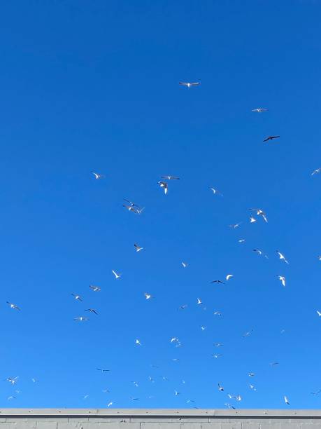 istock Flock of seagulls in the sky. 1358649721