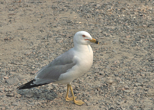 Ring-billed Gull (larus delawarensis)