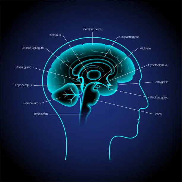 Vector illustration of Brain 3D anatomy