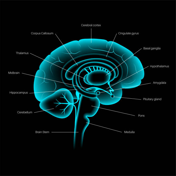 gehirn 3d anatomie - brain human spine brain stem cerebellum stock-grafiken, -clipart, -cartoons und -symbole