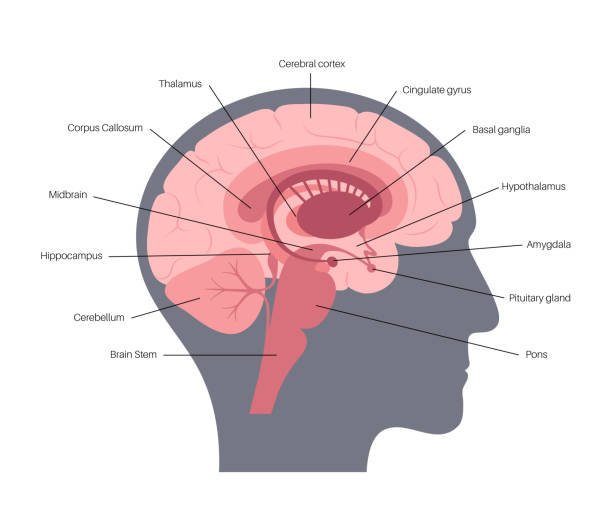 Brain anatomy concept Human brain anatomy on a white background. Limbic system and neural network. Basal ganglia, amygdala, thalamus, cingulate gyrus and hypothalamus. Cerebral cortex and cerebrum flat vector illustration. brain stem stock illustrations