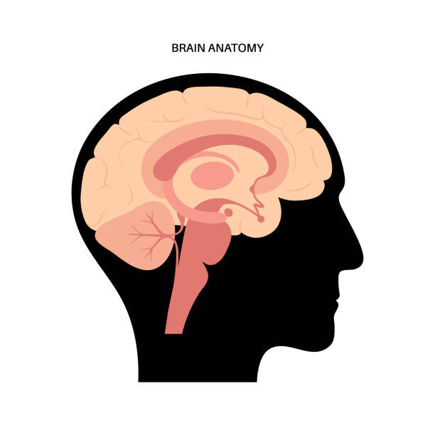 Brain anatomy concept Human brain anatomy on a white background. Limbic system and neural network. Basal ganglia, amygdala, thalamus, cingulate gyrus and hypothalamus. Cerebral cortex and cerebrum flat vector illustration. caudate stock illustrations