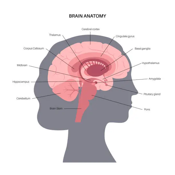 Vector illustration of Brain anatomy concept