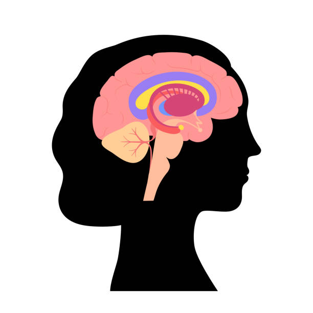 konzept der anatomie des gehirns - brain human spine brain stem cerebellum stock-grafiken, -clipart, -cartoons und -symbole