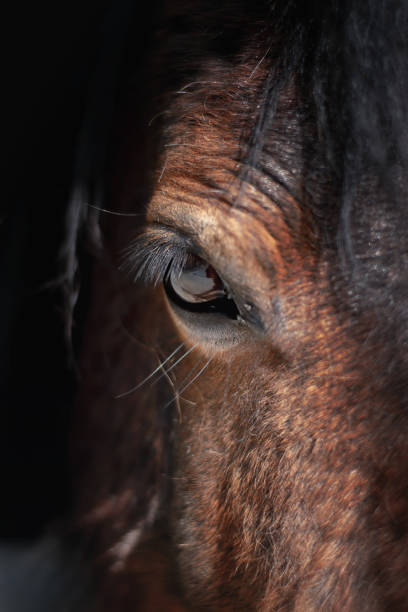 istock Closeup image of a brown horse head 1358653635
