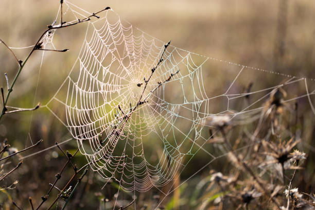 istock Dawn in the field. Web covered with dew. Meadow in Russia. 1358654075