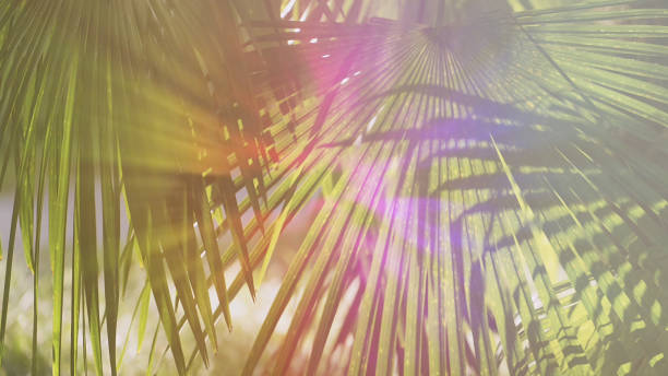 istock Natural background with leaves of palm trees. 1358655120