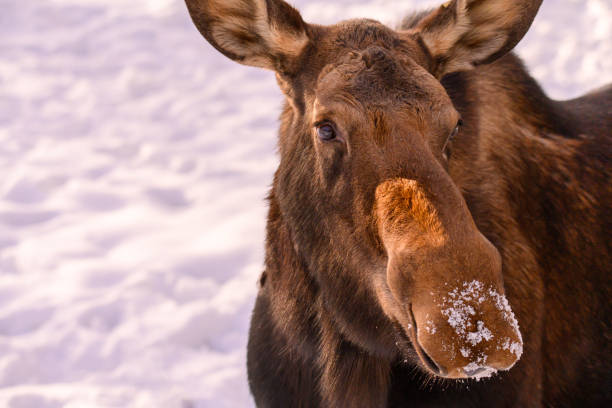 closeup of moose with snow on nose - 4404 imagens e fotografias de stock