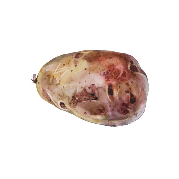 istock Watercolor potato isolated on white background. Hand-drawn vegetable root for soup, chips, french fries. Autumn food harvest with starch for health. Creative element clipart for cookbook kitchen 1358661470