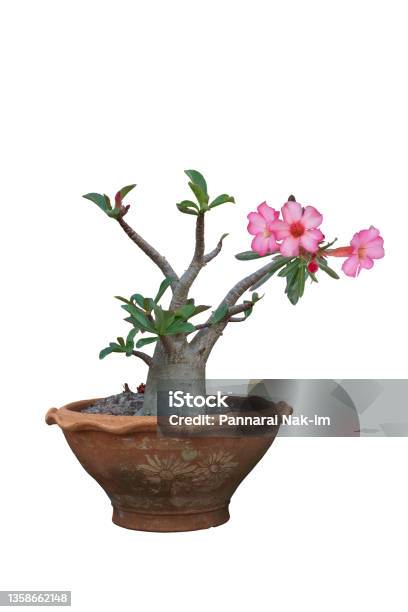 1 PLANT DESERT ROSE IMPALA LILY PINK BIGNONIA MOCK AZALEA ADENIUM OBESUM  TREE