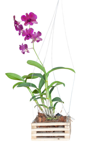 la floraison de fleurs d’orchidées violettes et suspendues dans un pot en bois dans le jardin isolé sur fond blanc comprenait un chemin de tonte. - dendrobium photos et images de collection