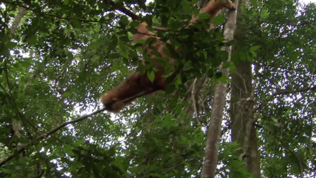 Orangutan swings through trees
