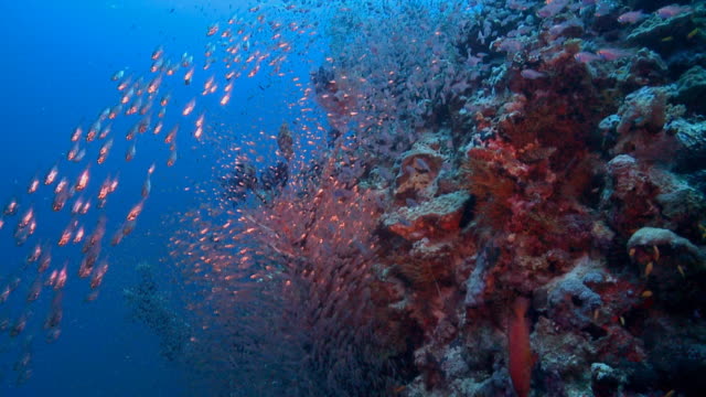 Red Sea glass fish shoal