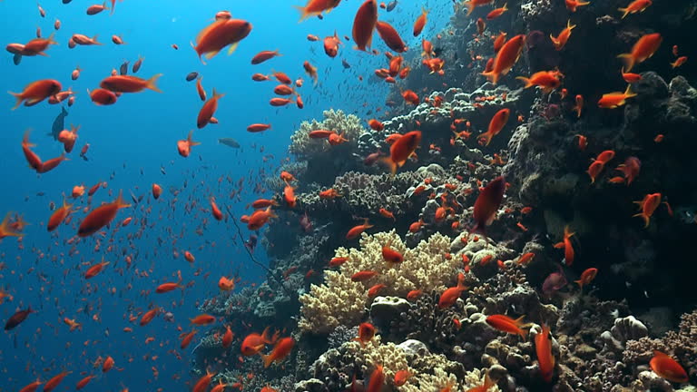 Anthia shoal reef edge Red Sea