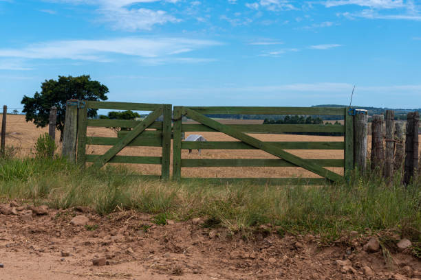 Farm gate and pasture and cattle breeding field. Rural landscape. Agricultural production area. Old gate. Rural zoning fence. Wooden gate in green color.