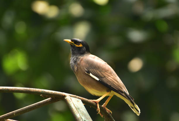 istock Acridotheres tristis, The common myna 1358664794
