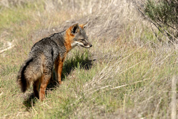 istock Island Fox Wanders On Santa Cruz Island 1358665134