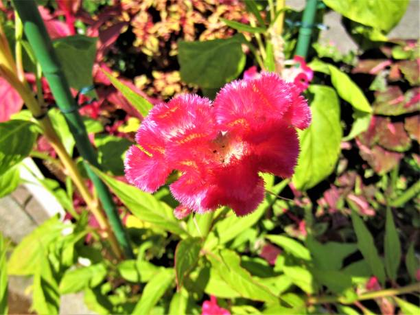 istock Japan. October. Fluffy red flowers. 1358667324