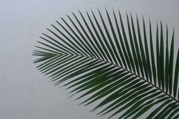 istock Close Up of a Palm Frond against a White Wall 1358668468