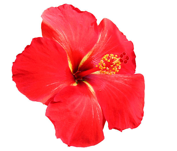 istock A red hibiscus flower isolated on a white background 135866883