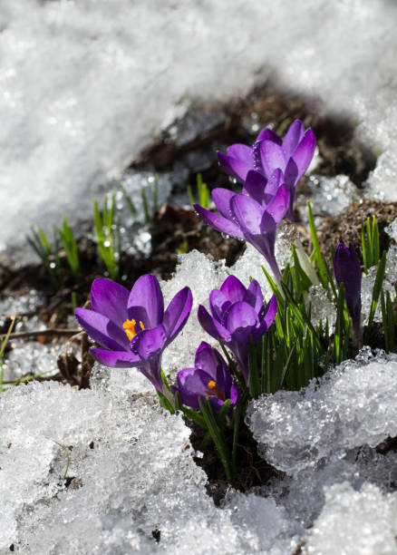 istock First crocuses in snow, purple spring flowers in garden 1358670072