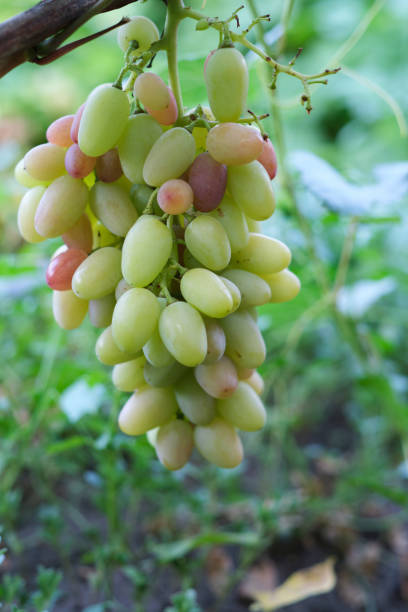 istock Bunch of ripe grapes hangs from a vine. 1358670171