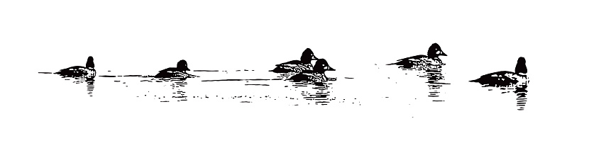 Vector illustration of Bufflehead ducks swimming