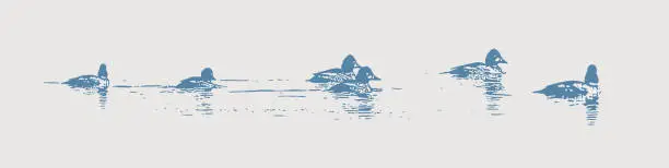 Vector illustration of Bufflehead ducks swimming