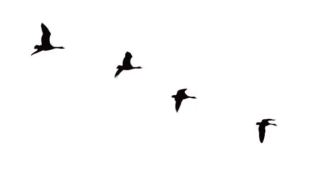 Vector illustration of Canada Geese flying in V-formation