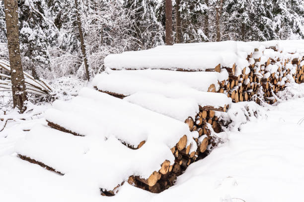 istock Stack of wooden logs in winter snow with forest background 1358671852