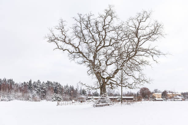 istock Oak tree and haystack wooden frames in snowy winter day, Latvia 1358671971