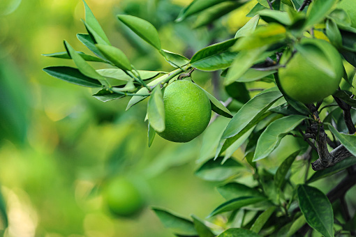 Lime fruits with green leaf and cut in half slice isolated on white background. Top view. Flat lay with copy space.