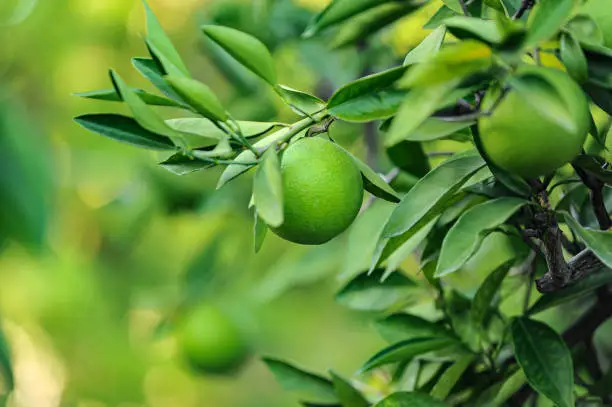 Photo of Growing Lime