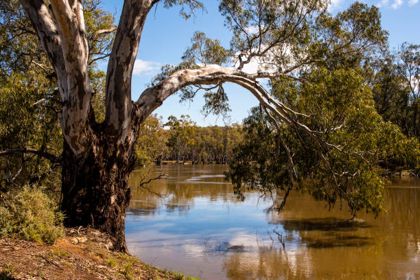 istock Murrumbidgee River at the Yanga Landing site 1358673661