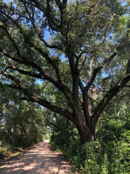 istock Live oaks and dirt roads 1358674650
